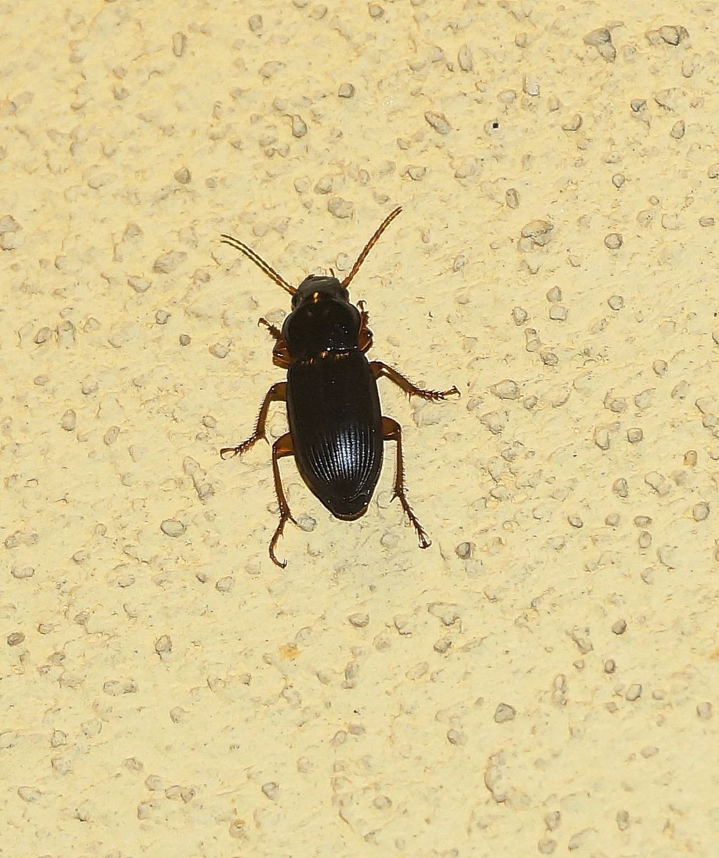 Carabidae: Harpalus sp.